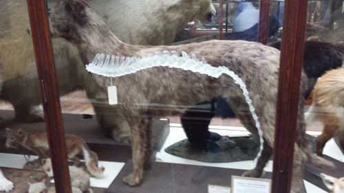 Irish wolfhound, with a glass sculpture of its spine hanging near it, for some reason.