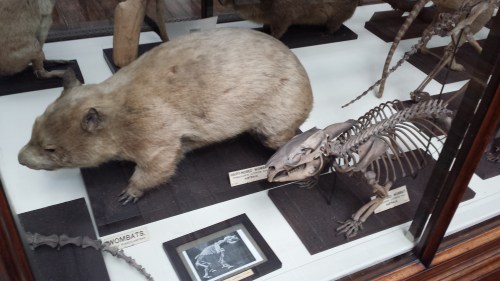 Nice anteater skeleton and skin.