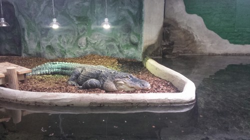 Male American Alligator warming up. Smaller female partner lives in same enclosure.