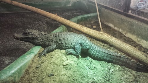 Yes, that is a Dwarf African crocodile, Osteolaemus, and it is a female on her nest-mound. Which means...