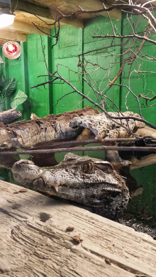 Endearing shot of a crocodylian I seldom get to see anywhere: Paleosuchus trigonatus, the Cuvier's Dwarf Caiman. Spiny armoured hide and quite terrestrial; poorly known in many ways. Some more info is here- http://crocodilian.com/paleosuchus/description.html (note its tortured taxonomy)