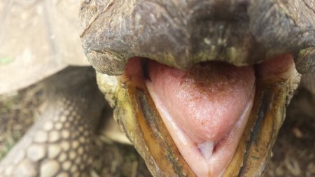 tortoise-nom (5)