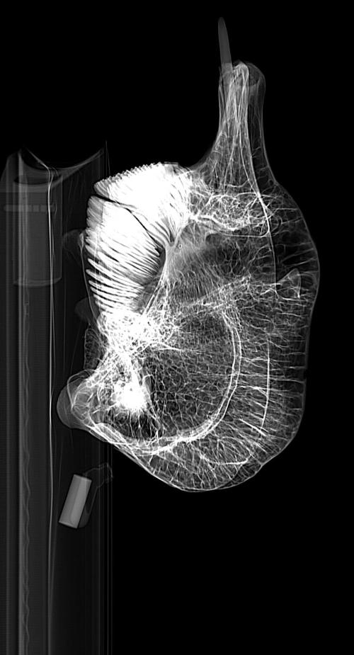 Elephant skull _Se1_Im001