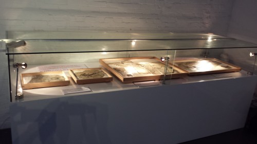 Left to right = back in time through avian evolution, represented by Yixianornis, Pengornis, Jeholornis and Microraptor casts courtesy of the IVPP.