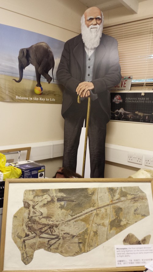 Darwin greets Microraptor in my office.