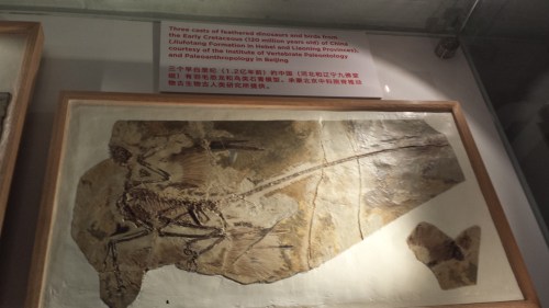 Arguably one of the most important fossil finds, the "four-winged" dinosaur Microraptor.