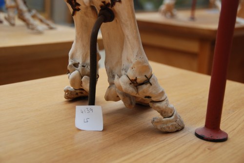 Deep holes in some of the bones: infection, injury?