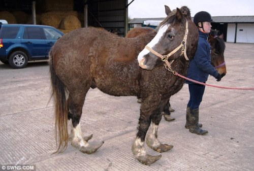Jerry the obese, untrimmed-hoof-bearing horse.