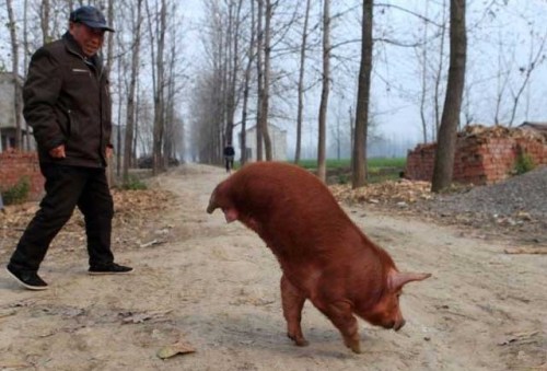 Another crazy case; but this one I was able to track down more about after reading the Reddit post here. The Getty images page says: This photo dated November 24, 2011 shows a Chinese farmer showing off his prize swine, which he named 'Strong Pig', as the disabled animal keeps its 30kgs of body suspended in midair, in Mengcheng, east China's Anhui province. The pig has become an internet sensation around China due to its ability to walk around balancing on its two front legs. TOPSHOTS CHINA OUT AFP PHOTO (Photo credit should read STR/AFP/Getty Images)
