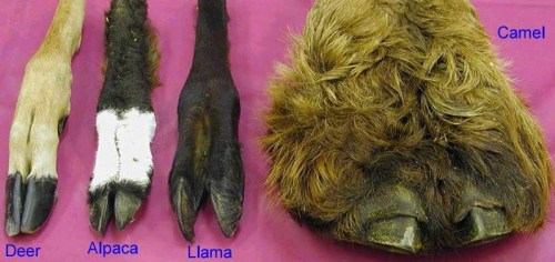 Diversity of camelid foot forms: big clunky, soft Old World camel feet and dainty, sharp highland New World camelids.