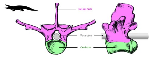 Croc vertebra-01