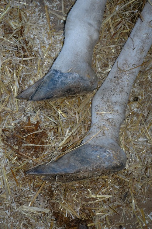 Overgrown giraffe hooves. An all-too-common problem, and one we're tacking with gusto lately, thanks to PhD student Chris Basu's NERC-funded giraffe project!