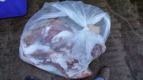Dodgy-looking bagged-up skinned jaguar (bag-uar?) after delivery from Scotland.