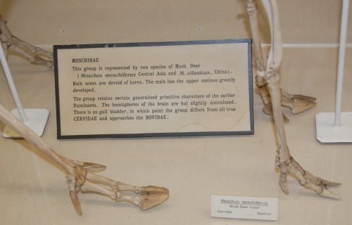 Moschus, Siberian musk deer with remarkable splayed hooves/claws; aiding it in crossing snowy or swampy ground. At Univ. Mus. Zoology- Cambridge.