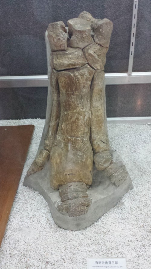 If we understand how foot form, function and pathology relate in diverse living hoofed mammals, we can start to piece together how extinct ones lived and evolved- like this giant rhinoceros! At IVPP museum in Beijing.