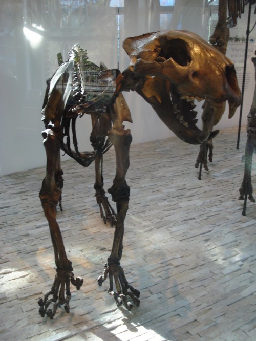 Panthera atrox (large American lion) from the NHM in LA. Oh yes we'll be applying our insights to strange extinct cats, too!