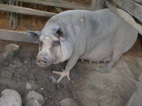 I know little about this case, posted on Reddit (link here), except that the overgrown, grossly deformed toes/hooves of this pig are like nothing I've seen before! This almost gave me nightmares. Poor chicken-footed pig!