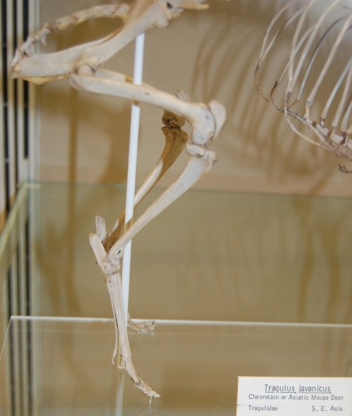Tragulus, or mouse-deer, with freaky long "splint bones" (evolutionarily reduced sole bones or metatarsals) and dainty hooved feet. At Univ. Mus. Zoology- Cambridge.