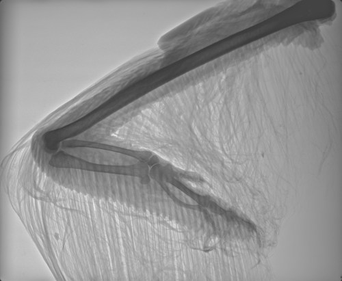 Check out that wing!!