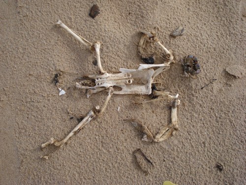 My first encounter with a penguin in the wild is probably this specimen washed up on a beach in Uruguay. I'm going with the tentative ID of a juvenile penguin skeleton; probably Magellanic.
