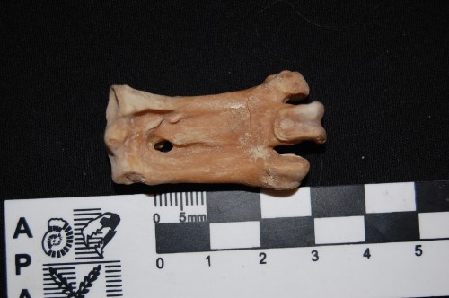 For me, the diagnostic trait of a penguin skeleton: the very short, tobust tarsometatarsus. From Palaeospheniscus, as above.