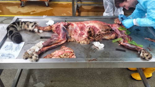 Skinned and mostly de-fatted snow leopard, with fat piled up on the lower left hand corner near the hind feet. Here we are identifying and then removing and measuring the individual muscles. Project postdoc Andrew Cuff is hard at work on the forelimb while I'm mucking around with the hindlimb.