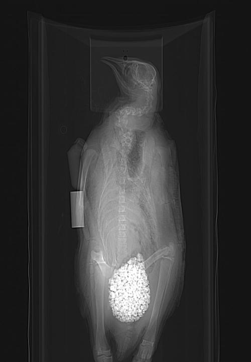 Calling all penguin experts! What's up with this? Is that really how much gastrolith volume a penguin carries, or did a museum curator stick rocks up its bum? Seems very caudal in position. I'm fascinated.