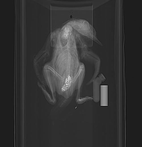 The fluffy baby shown in the photo above. Nice pose, and lots of anatomy shown. And check it out- gastroliths?!? In such a young animal-- is it even feeding yet?