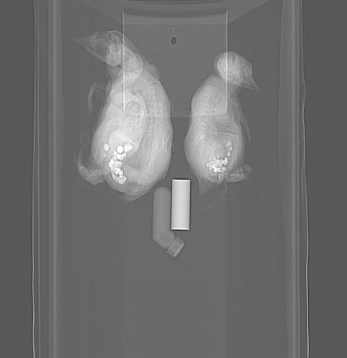 Three wee little chicks.