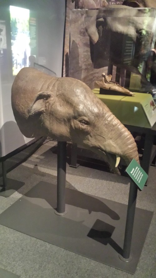 ...To the early elephantiform Phiomia, here shown as a small animal but I'm told it actually got quite large. And continuing with giant terrestrial taxa...