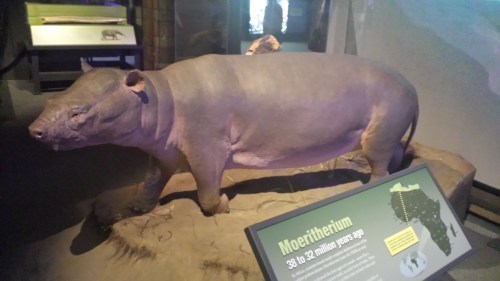 The first part of the exhibit does a nice job of introducing key species of Proboscidea: from early species like Moeritherium...