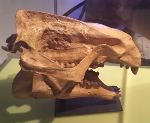 Skull of Moeritherium, reconstructed. Not that different from an early sirenian (seacow) in some ways, and general shape.