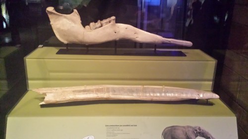 The lower jaw (top) and fairly straight tusk (bottom) of the widespread, early elephantiform Gomphotherium.