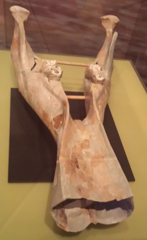 Amebelodon lower jaw, sans shovel tusks.