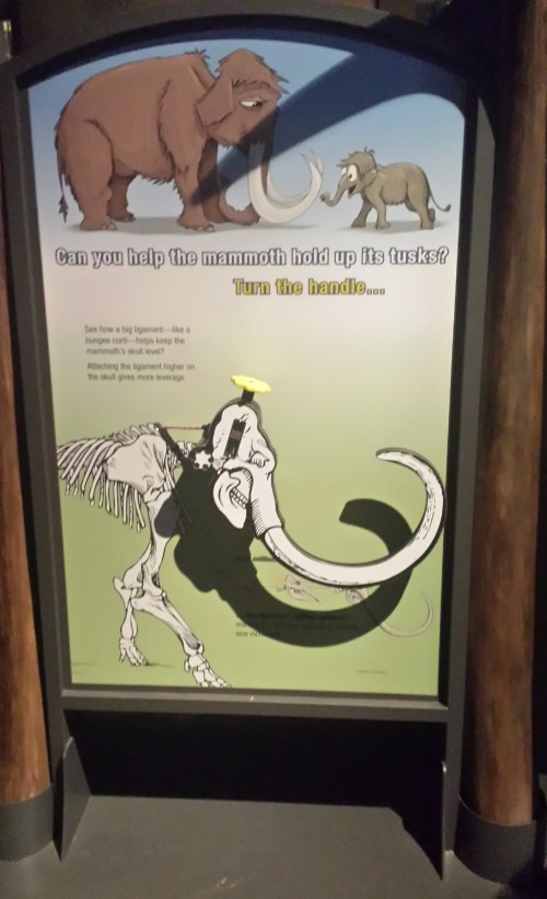 How would a mammoth hold up its head? This lever demonstration shows how a nuchal ligament helps.
