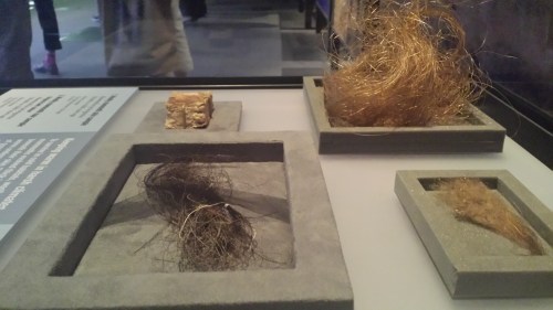 Mammoth hair! These samples and recent molecular studies show that mammoths were not ginger-coloured as we long thought, but rather the ginger color comes as the dark grey-brown-black colour fades postmortem, as a preservational artefact. I didn't know that; cool.