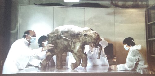 Lyuba and scientists studying her, which also shows how rigid the carcass is.