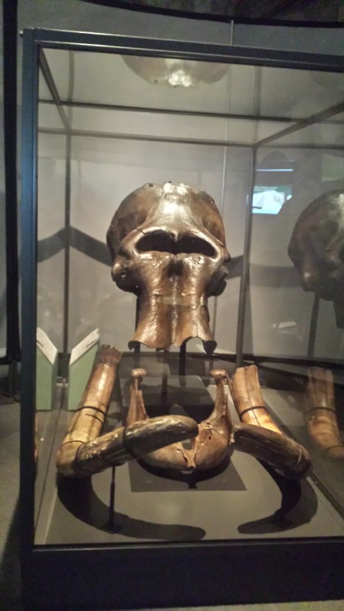 Mammoth skull! A nice one, too.