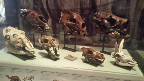Skulls of North American megafauna: left to right, top to bottom: horse, short-faced bear, giant sloth, then camel, sabretooth,  rabbit, direwolf (viva Ned Stark!), and pronghorn antelope.