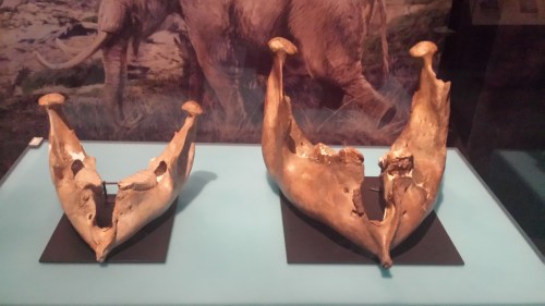 Woolly mammoth lower jaw (right) and its likely descendant, the pygmy mammoth of the Californian coastline, Mammuthus exilis.