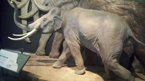 Pygmy mammoth reconstruction. Shorter than me. I want one!