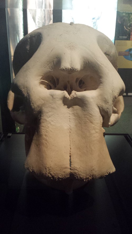 In the end, from all that proboscidean diversity we were left with just 2 or 3 species (depending on your species concepts; it's probably worth calling the African forest elephant its own species, Loxodonta cyclotis). The exhibit closes with a consideration of their conservation and fate. Ironically, this elephant skull could not be mounted with its tusks on display, because that would be commercializing ivory usage-- even though the whole point of the exhibit's denouement is to explain why elephants need protection!