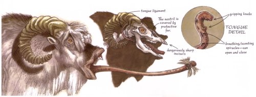 Anatomy of the oral apparatus of the Bantha, which I correct in my report although it is largely right (but how, Terran?). (source)