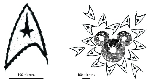 Curious microstructure of the small "siliceoderms" from dewback skin that I have described-- single 'derm on the left, multiple 'derms surrounding a stomata on the right.