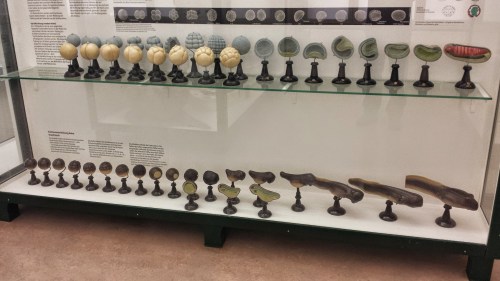 Frog ontogeny, illustrated with gorgeous handmade ?resin? models.