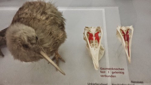 Kiwi considers the differences in modern bird palates: palaeognathous like it and fellow ratites/tinamous (left), and neognathous like most living birds.