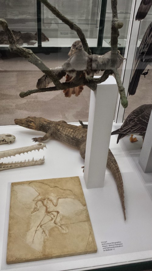 Gnarly model of an Archaeopteryx looks over a cast of the Berlin specimen, and a fellow archosaur (crocodile).