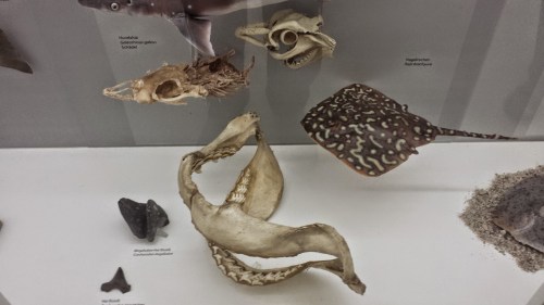 Plenty of chondryichthyan jaws and bodies.