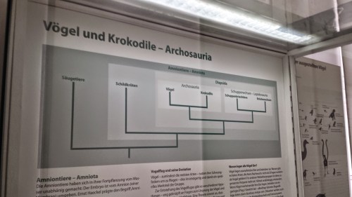 Phylogeny of reptiles, including archosaurs (crocs+birds).