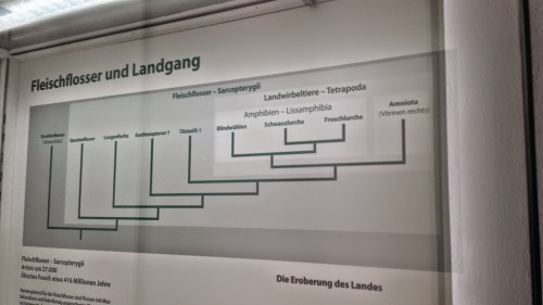 Phylogeny of fish and tetrapods.
